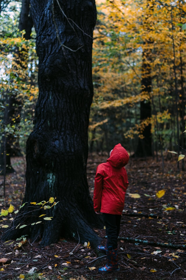 Children learning outdoors in a forest school setting